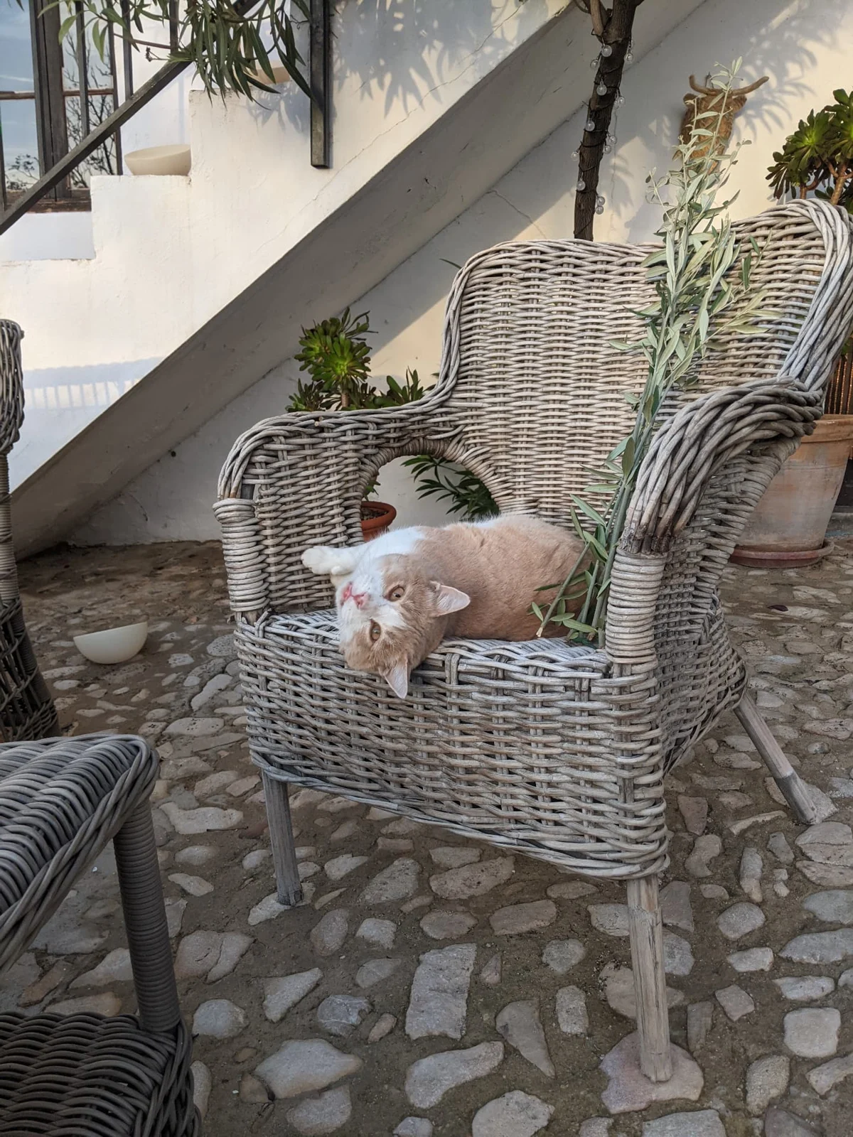 A cat lounging on a wicker chair in the stone courtyard
