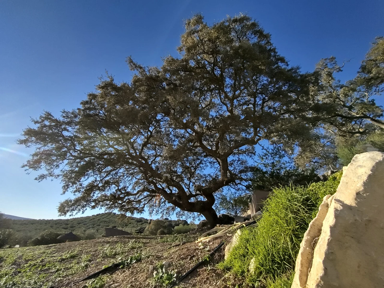 A broad oak tree on the grassy hillside beside the house