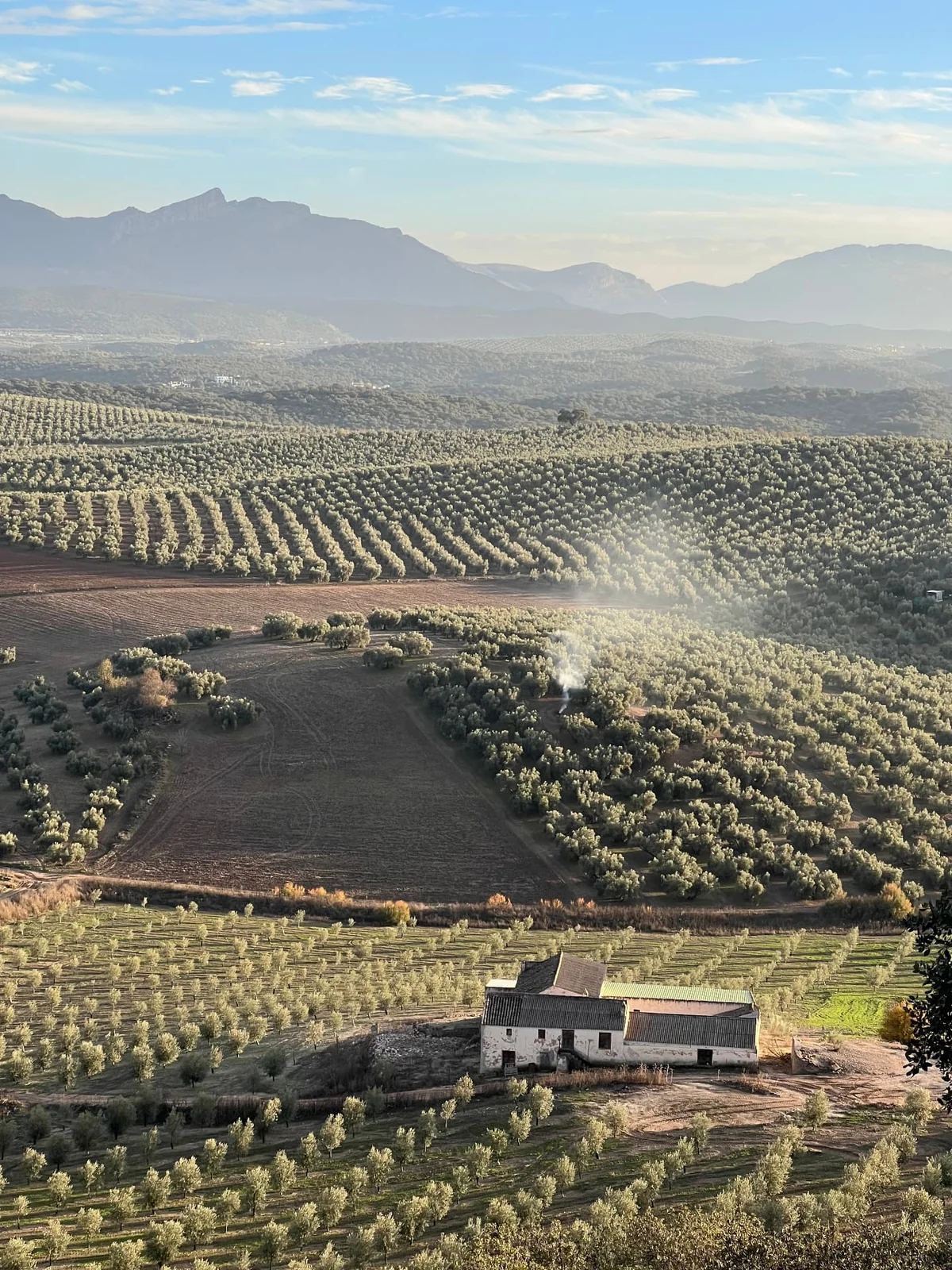 A country house surrounded by rows of olive trees with mountains beyond